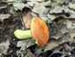 Aranyos galambgomba (Russula aurea), Mátra